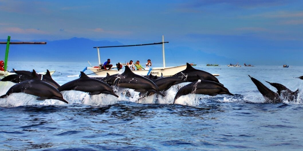 Dolphins Viewing in Bali